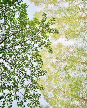 Ormanda güzel yeşil ağaç yaprakları.