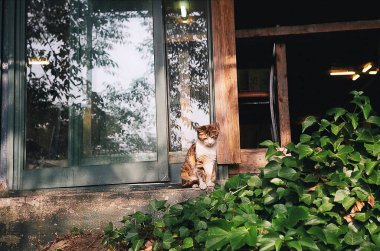 Kedi bankta oturuyor.