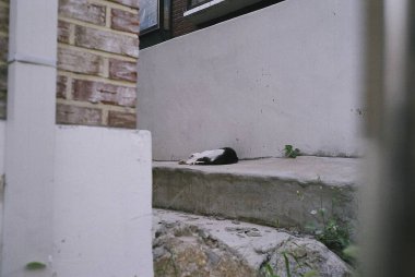 Hayvanat bahçesinde siyah beyaz kedi