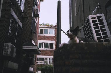 Sokakta siyah beyaz kedi