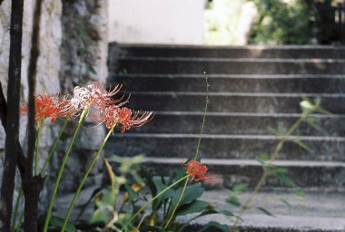 Bahçedeki güzel çiçekler