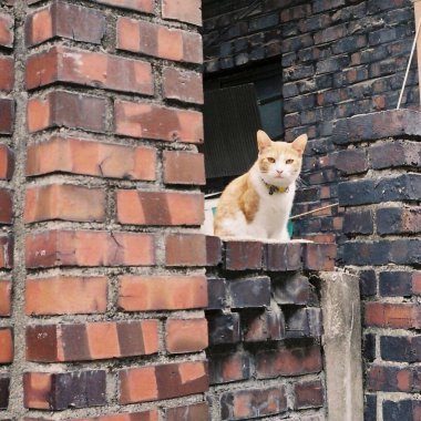 Sokakta kırmızı kedi