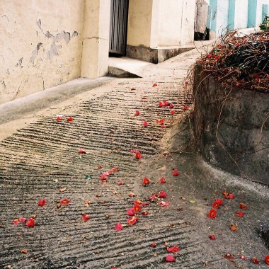 Beton zeminde kırmızı ve beyaz güller