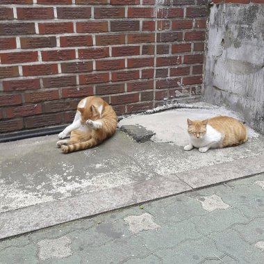 Kedi sokakta yatıyor.