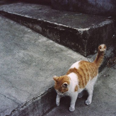 Kedi sokakta oturuyor.