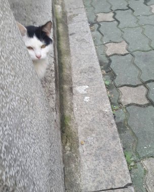 Kedi sokakta oturuyor.
