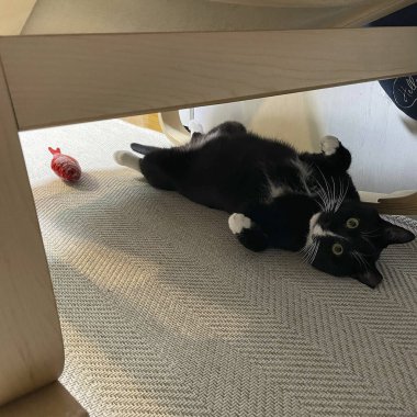 Kedi yerde yatıyor.