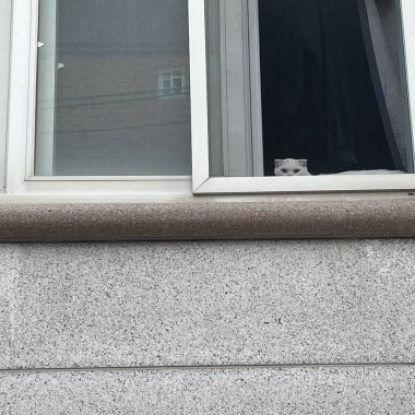 Kedi yerde oturuyor.