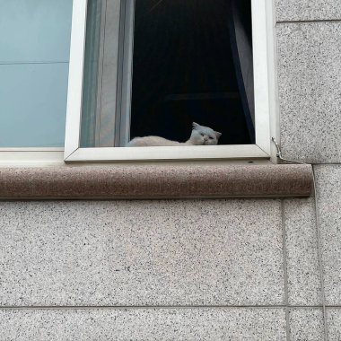 Sokaktaki beyaz köpek