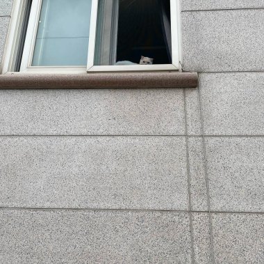 Gri duvardaki beyaz kedi. Kedi evin içinde duruyor..