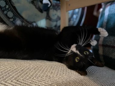 Siyah kedi yatağın üstünde.