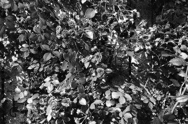 Güzel botanik fotoğrafı, doğal duvar kağıdı.