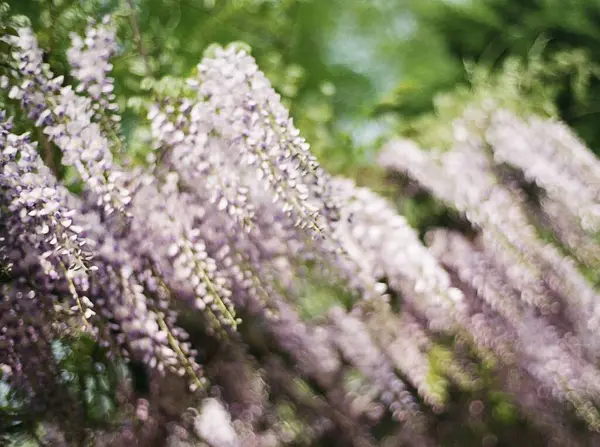 Bahçedeki güzel çiçekler