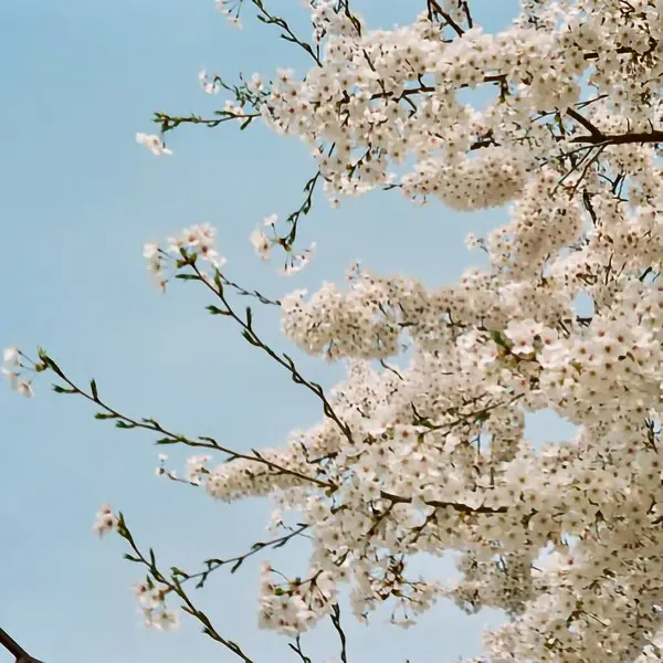 Güzel botanik fotoğrafı, doğal duvar kağıdı.