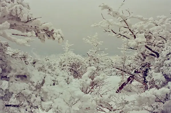 Karla kaplı ağaçlarla kaplı kış manzarası