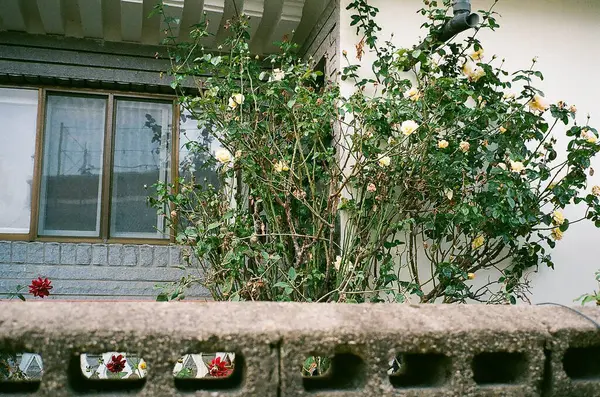 Bahçedeki güzel çiçekler