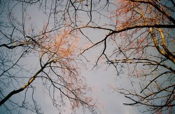 Ağaçlar ve yapraklarla dolu güzel sonbahar manzarası