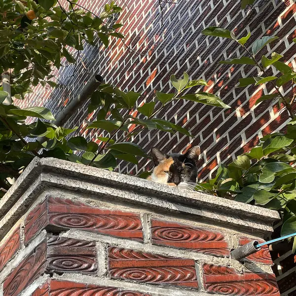 Kedi evin çatısında oturuyor.