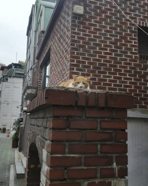 Beyaz kedi kırmızı tuğlalı bir çatıda oturuyor