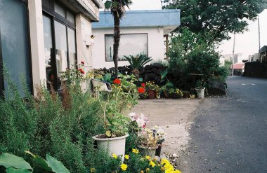 Bahçedeki güzel çiçekler