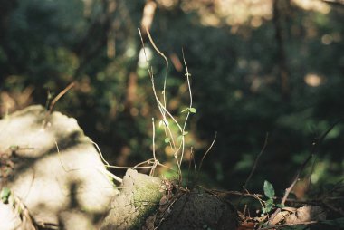 Ağaçta yeşil yosun