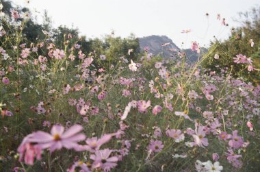 Bahçedeki güzel çiçekler