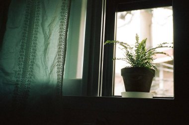 Güzel botanik fotoğrafı, doğal duvar kağıdı.
