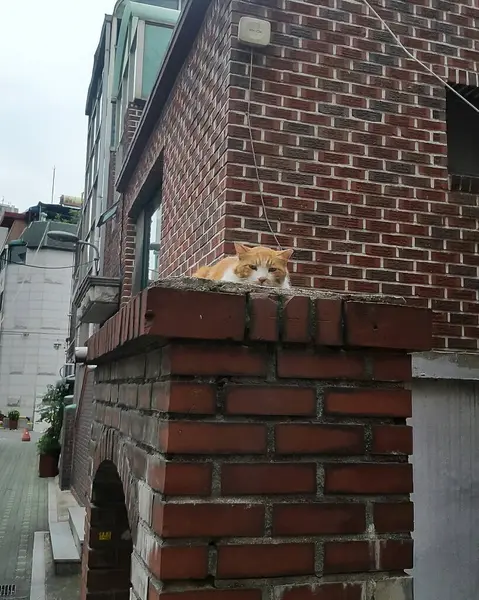 Beyaz kedi kırmızı tuğlalı bir çatıda oturuyor