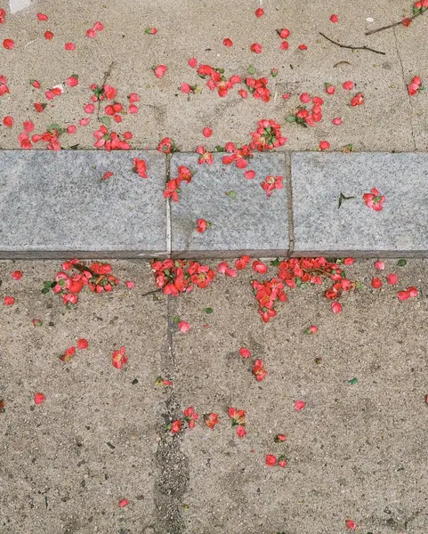 Yerde kırmızı ve beyaz güller