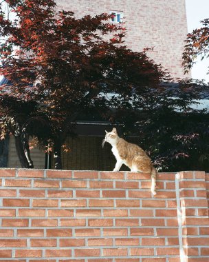 Şehirde kırmızı bir kedi.
