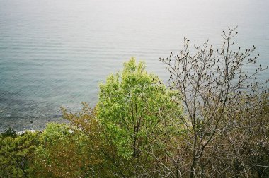 Dağlarda yeşil ağaçlar