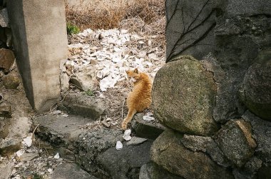 Hayvanat bahçesindeki kedi