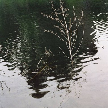 Ormandaki gölün güzel manzarası