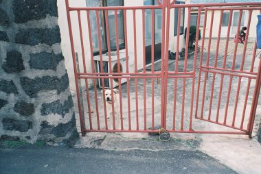 Sokaktaki köpek