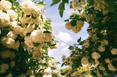 Parkta çiçek açan leylak çalısı.
