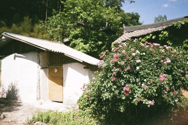 Bahçedeki güzel çiçekler