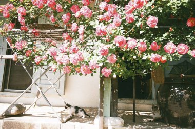 Bahçedeki güzel çiçekler