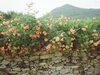 Bahçedeki güzel çiçekler