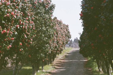 Güzel kırmızı ve beyaz çiçekler