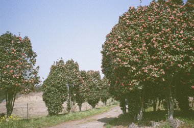 Güzel botanik fotoğrafı, doğal duvar kağıdı.