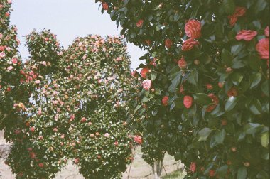 Güzel botanik fotoğrafı, doğal duvar kağıdı.