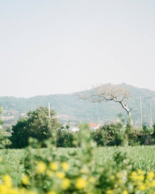 güzel doğanın resimsel manzarası