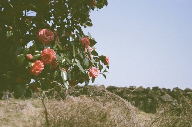 Bulanık bir arkaplanda güzel kırmızı ve beyaz bir gülün yakın plan çekimi.
