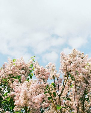 Baharda kiraz çiçekleri