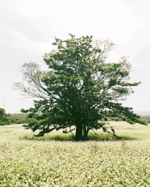 Arkaplanı bulanık yeşil bir ağacın dikey görüntüsü