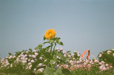 Bahçedeki güzel çiçekler