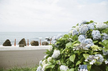 Bahçedeki güzel çiçekler