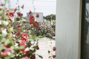 Bahçedeki güzel çiçekler