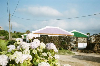 Bahçedeki güzel çiçekler