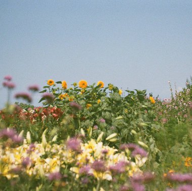 Bahçedeki güzel çiçekler